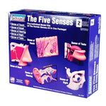 HUMAN 5 SENSES ANATOMY MODEL KIT LINDBERG UNASSEMBLED