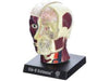 BRAIN & SKULL-HUMAN ANATOMY MODEL