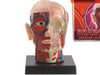 BRAIN & SKULL-HUMAN ANATOMY MODEL
