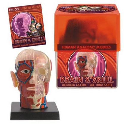 BRAIN & SKULL-HUMAN ANATOMY MODEL
