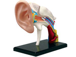 HUMAN EAR ANATOMY MODEL 22PARTS W/STAND & ASSEMBLY GUIDE