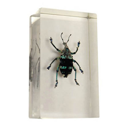 REAL BUGS-CURCULIONID BEETLE