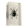 REAL BUGS-CURCULIONID BEETLE