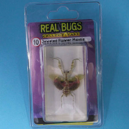 REAL BUGS-JEWELED FLOWER MANTIS