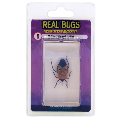 REAL BUGS-MAN FACED BUG SHIELD BUG