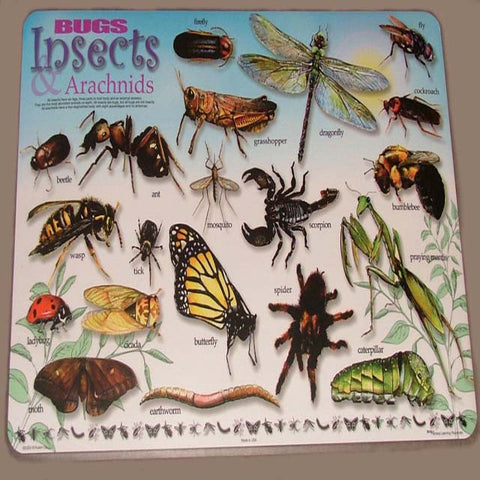 PLACEMAT BUGS INSECTS ARACHNIDS