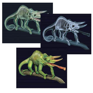 ANIMAL X-RAY CARD TILT & VIEW SCIENCE DOUBLE SIDED ASSORTED
