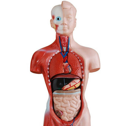 HUMAN TORSO MINI-27CM HEIGHT 8 DISSECTIBLE PARTS